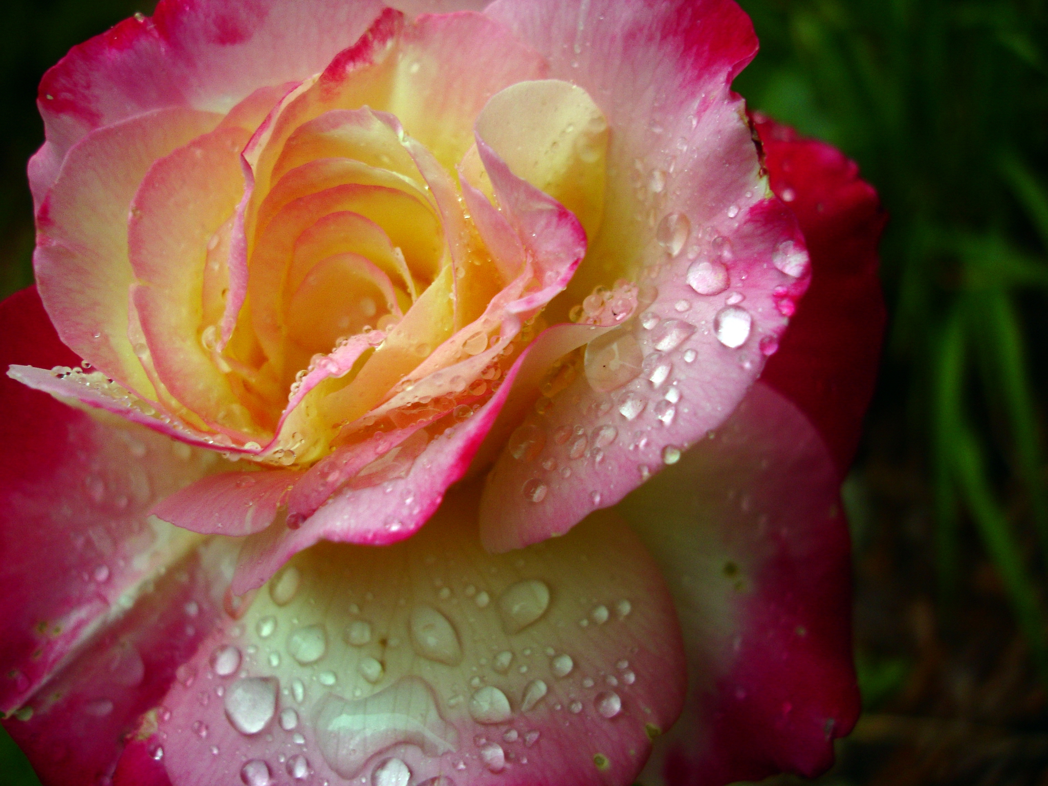 Raindrops on rose  google images